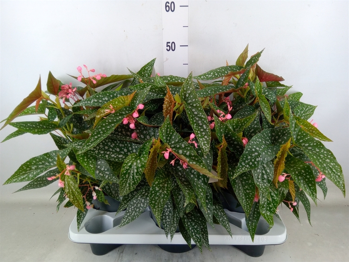 <h4>Begonia BD 'Double Dot'</h4>