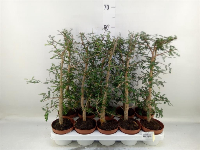 <h4>Planten Groen   ...L%</h4>