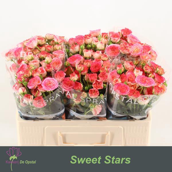 <h4>R Tr Sweet Stars Opstal</h4>