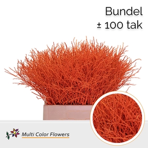 Heidelbeer (Bundel) Oranje