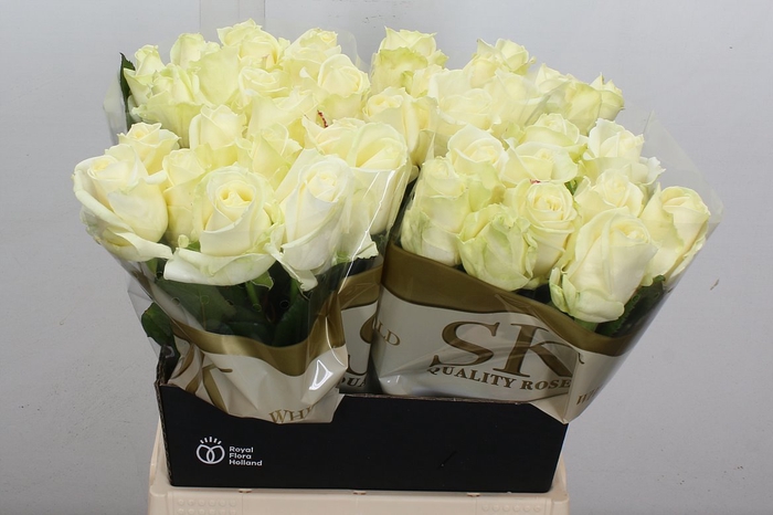 <h4>R Gr Avalanche+</h4>