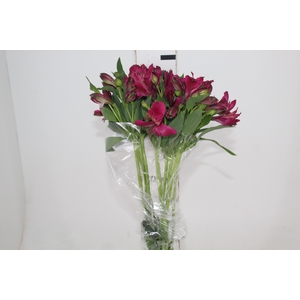 ALSTROEMERIA NAPOLI 080 CM
