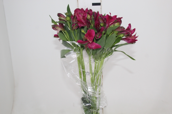 <h4>ALSTROEMERIA NAPOLI 080 CM</h4>