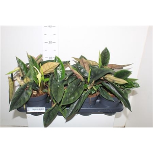 Aloc Scalprum