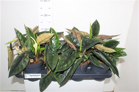 <h4>Aloc Scalprum</h4>