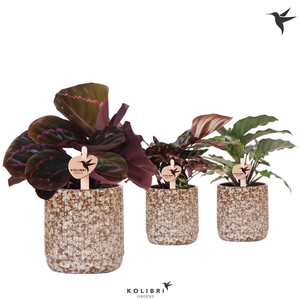 Kolibri Greens Calathea mix in Jaguar pot