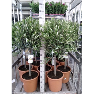 Olea europaea