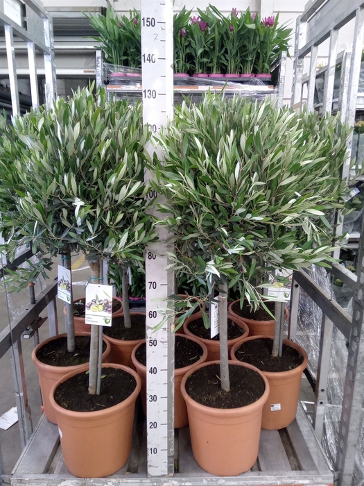 <h4>Olea europaea</h4>