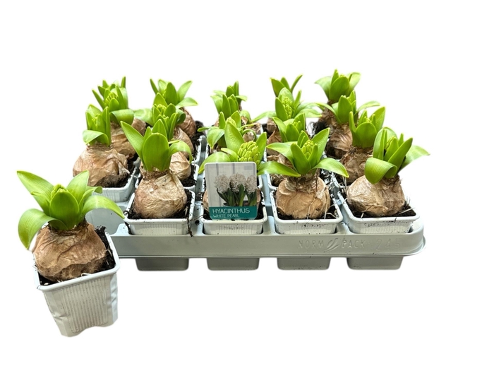 <h4>HYACIN WHITE PEARL</h4>