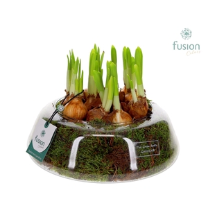 Green Bottle Christel Large met Narcissus