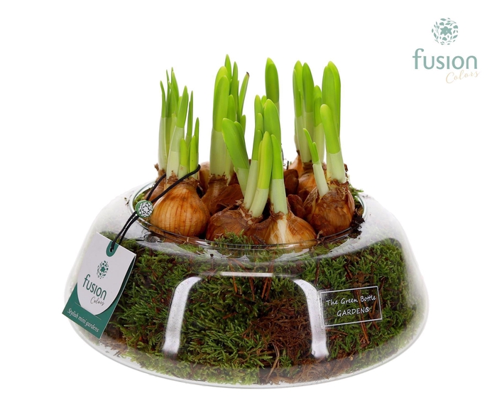 <h4>Green Bottle Christel Large met Narcissus</h4>