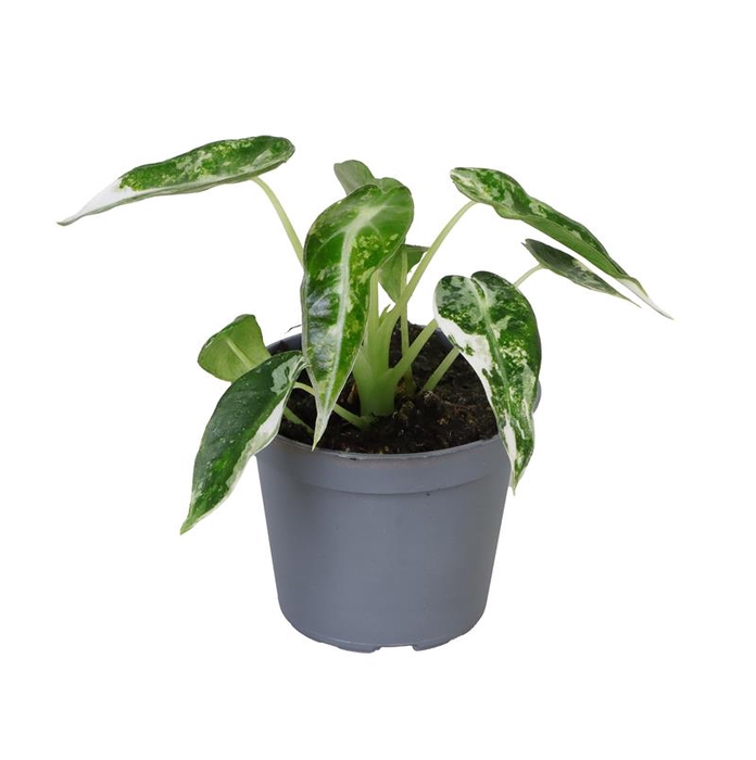 <h4>ALOCASIA BAGINDA P6 GREEN BAMB VAR</h4>