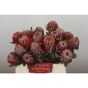 Banksia Coccinea