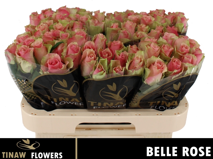 <h4>R GR BELLE ROSE</h4>