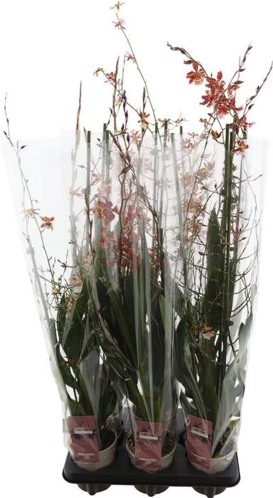 <h4>Cambria Gemengd 1 Tak Keramiek Lotte</h4>