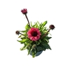 Echinacea purpurea
