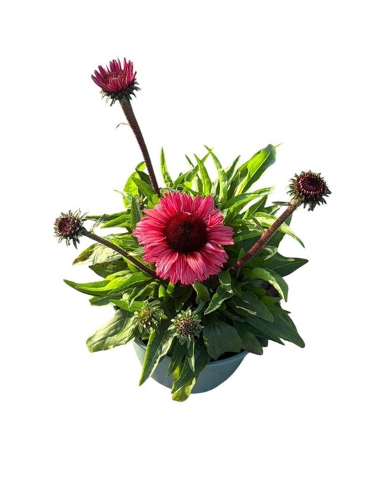 Echinacea purpurea