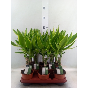 Dracaena frag. 'Golden Coast'