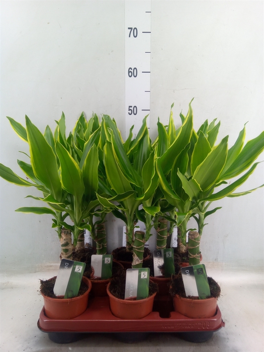 <h4>Dracaena frag. 'Golden Coast'</h4>