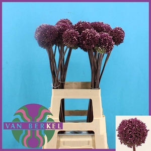 ALLIUM SUMMER DRUMME