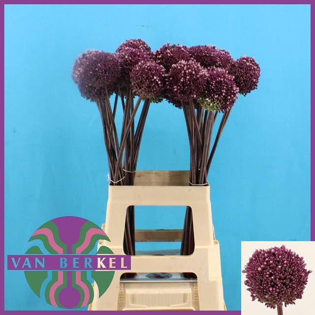 <h4>ALLIUM SUMMER DRUMME</h4>
