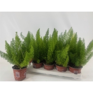 Asparagus Myers