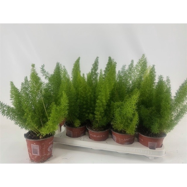 <h4>Asparagus Myers</h4>