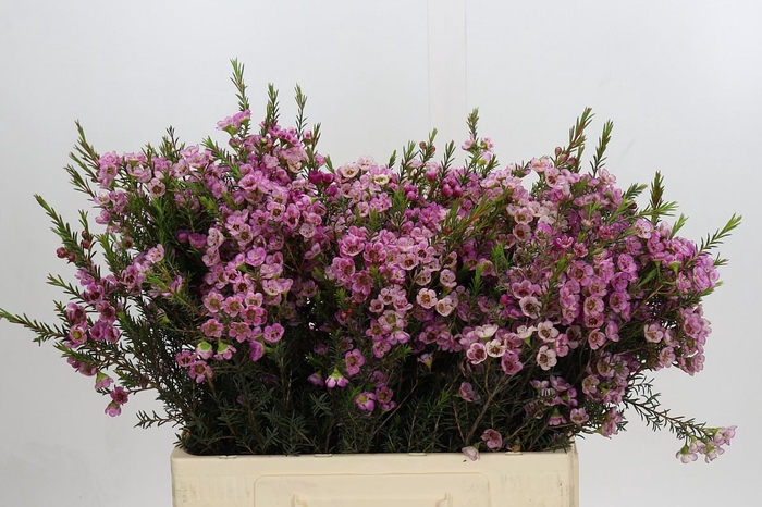 <h4>Chamelaucium Adi</h4>