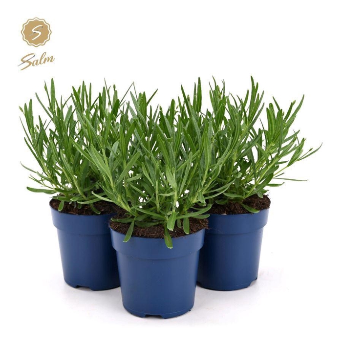 <h4>Lavandula ang. 'Felice'® Collection P10,5</h4>