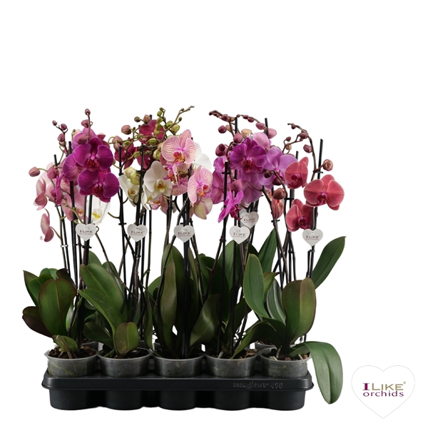 <h4>Phalaenopsis mix - 2 tak 60cm</h4>