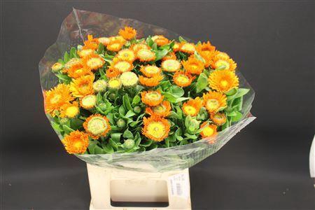 <h4>Calendula Ov Oranje</h4>