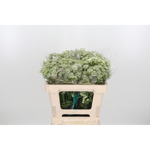 Astr Billion Star Xl