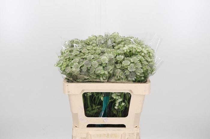 <h4>Astr Billion Star Xl</h4>