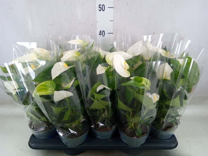 <h4>Anthurium  'Karma White'</h4>