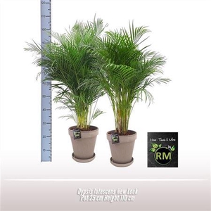 Dypsis Lutescens New Look
