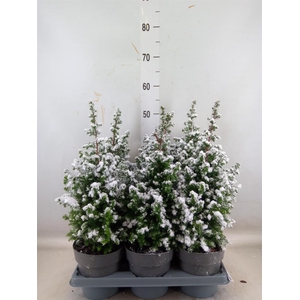 Chamaecyparis thyo. 'Top Point'