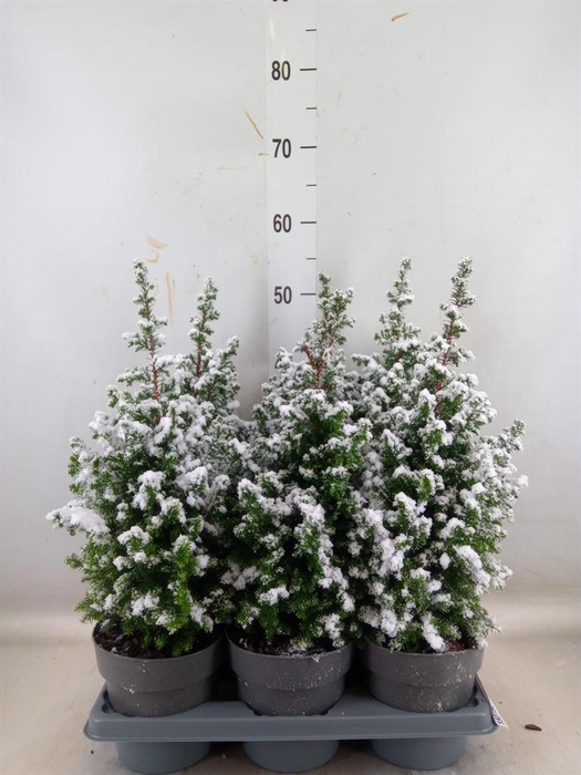 <h4>Chamaecyparis thyo. 'Top Point'</h4>