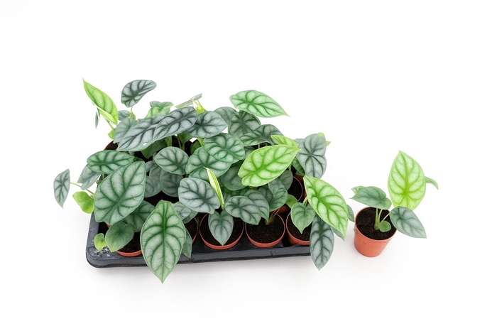 <h4>ALOC DRAGON SCALE</h4>