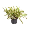 NEOREGELIA VARIEGATA P13