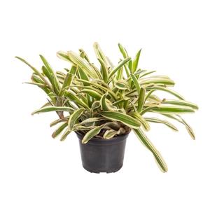 NEOREGELIA VARIEGATA P13