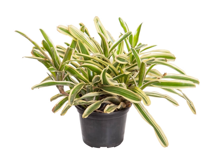 NEOREGELIA VARIEGATA P13