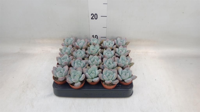 <h4>Succulents   ...</h4>