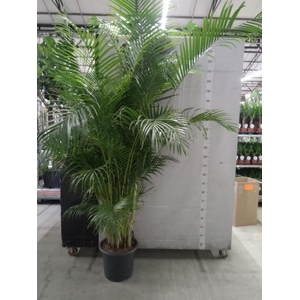 Dypsis lutescens   ...Chrysalidoca