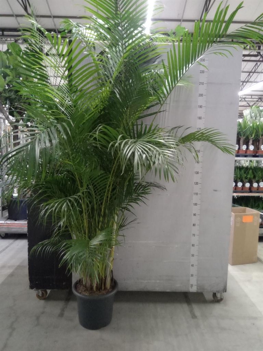 <h4>Dypsis lutescens   ...Chrysalidoca</h4>