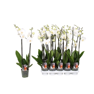 Phalaenopsis Star White, 2-spike 12+