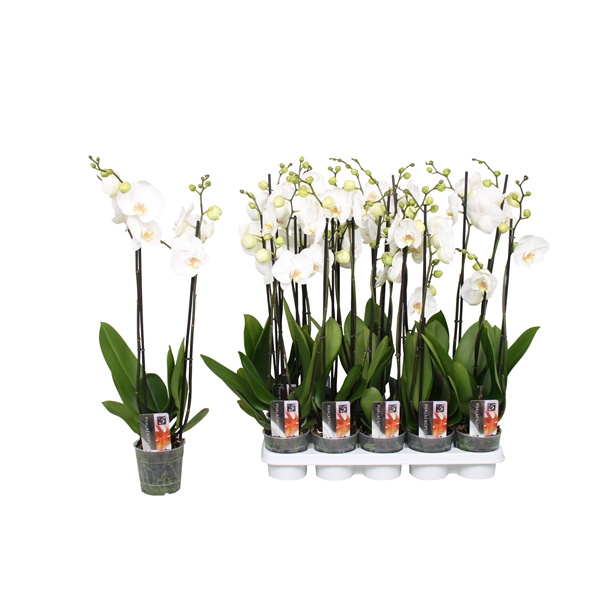 <h4>Phalaenopsis Star White, 2-spike 12+</h4>