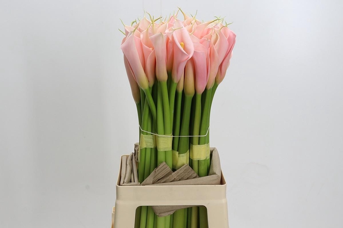 <h4>Zantedeschia Eydolls Salmon</h4>