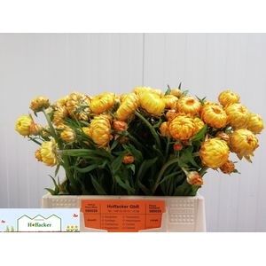 HELICHRYSUM OV