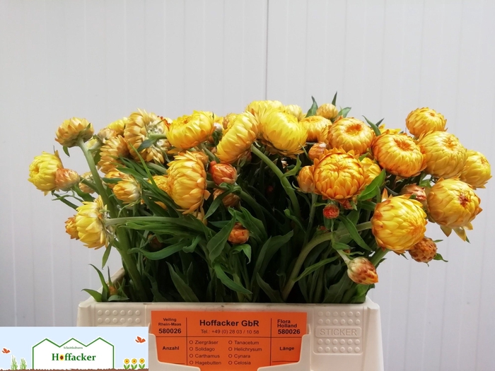 <h4>HELICHRYSUM OV</h4>