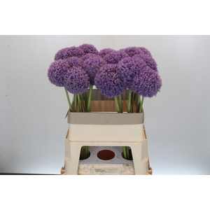 Allium Giganteum